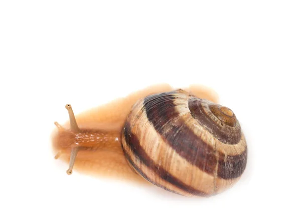 Snail on a white background. macro — Stock Photo, Image