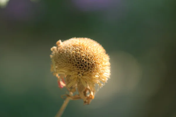 Contesto — Foto Stock