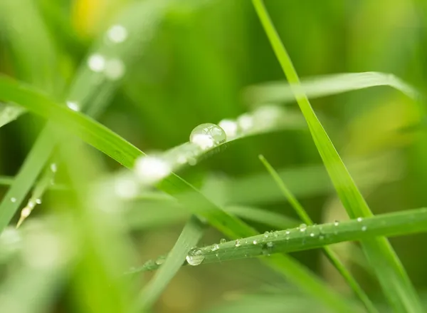 Natuur — Stockfoto