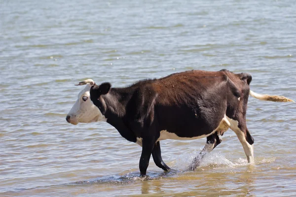 Animales. — Foto de Stock