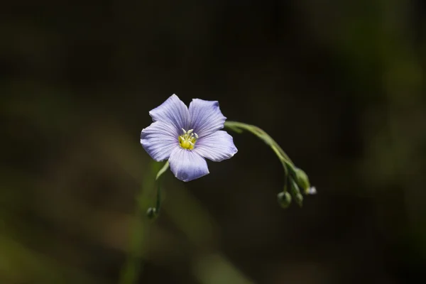 Dierlijk — Stockfoto