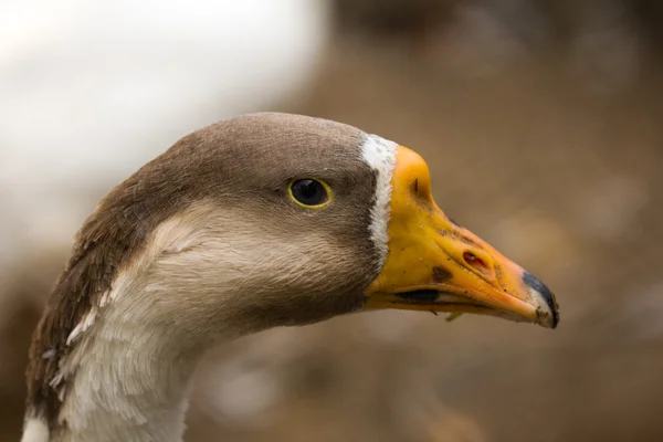 Zvíře — Stock fotografie