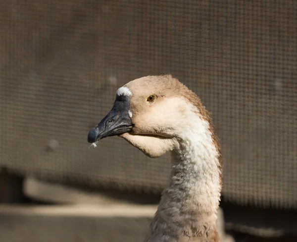 Animais — Fotografia de Stock