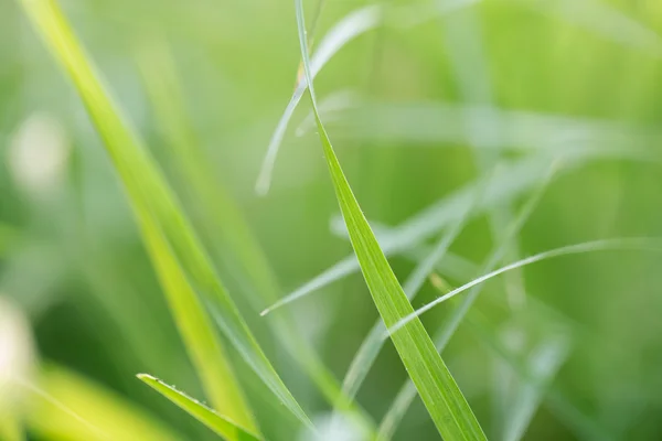 Nature — Stock Photo, Image