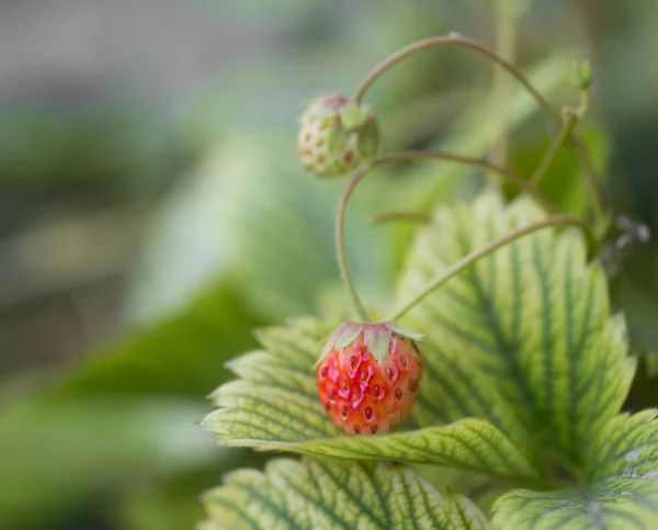 Natuur — Stockfoto