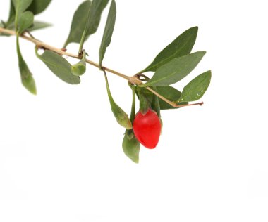 Doğa