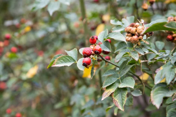 Nature — Stock Photo, Image