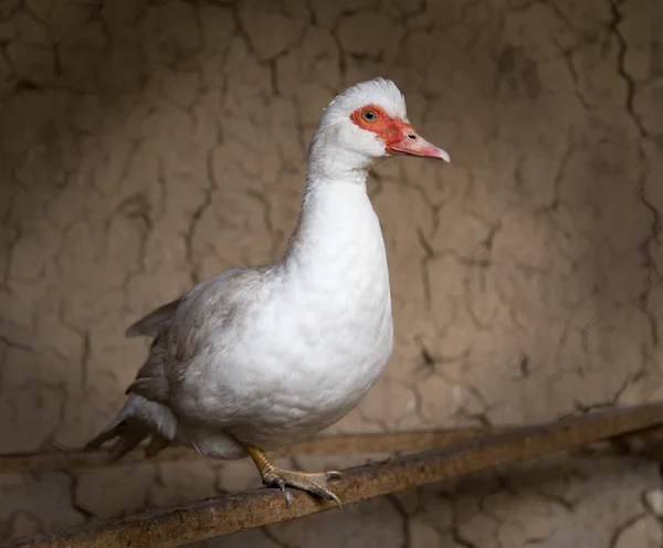 Dierlijk — Stockfoto