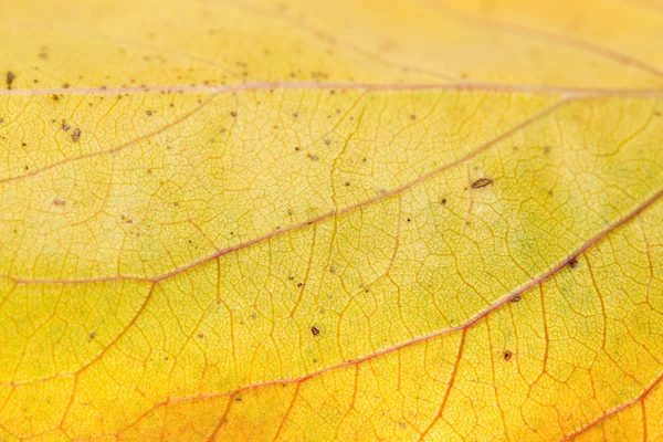 Abstrakter Hintergrund — Stockfoto