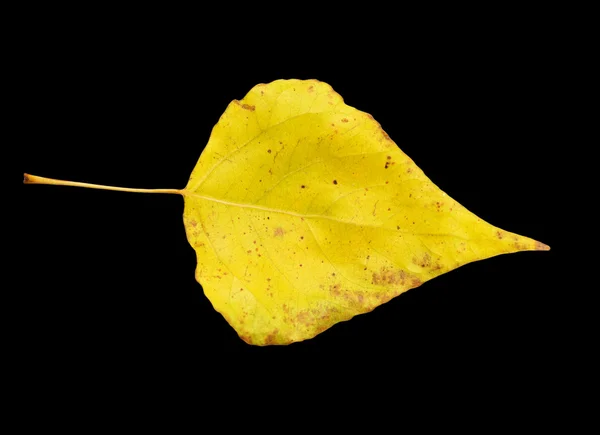 Naturaleza — Foto de Stock