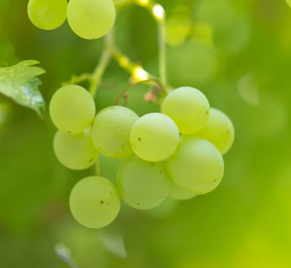 Naturaleza — Foto de Stock