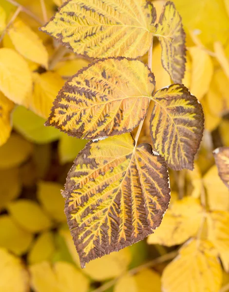 Nature — Stock Photo, Image