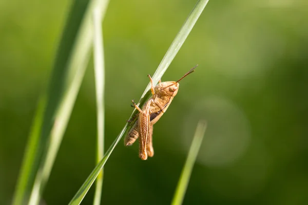 Animal — Stock Photo, Image