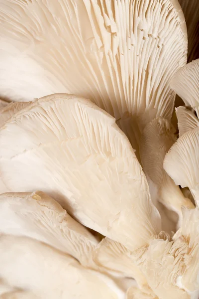 Funghi dell'ostrica — Foto Stock