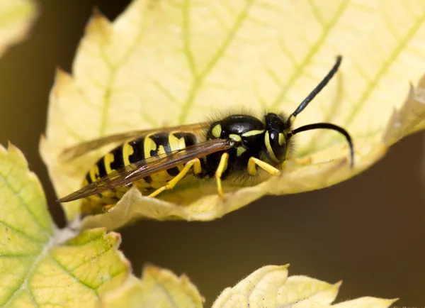 Wasp on a yellow sheet. macro — Stock Photo, Image