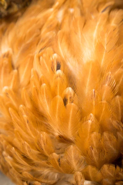 Fondo de plumas de gallo. textura fina —  Fotos de Stock