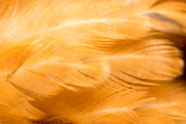 Rooster Feather background. fine texture — Stock Photo, Image