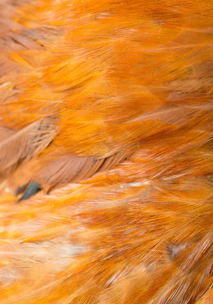 Fondo de plumas de gallo. textura fina —  Fotos de Stock