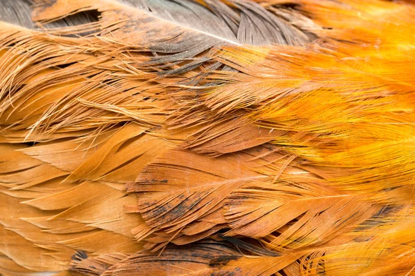 Sfondo di piume di gallo. texture fine — Foto Stock