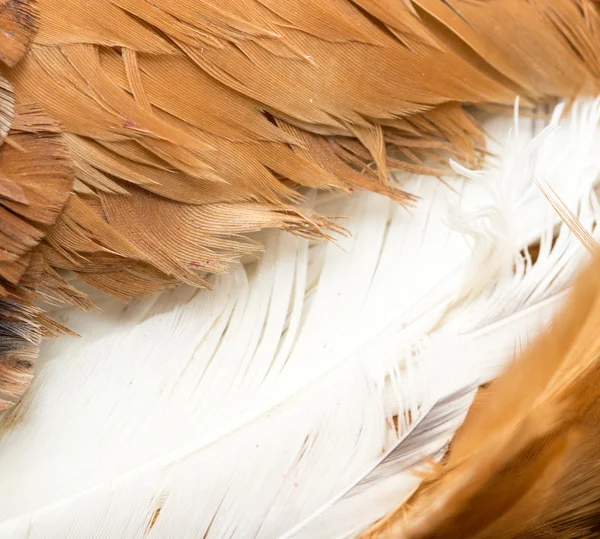 Fondo de plumas de gallo. textura fina —  Fotos de Stock