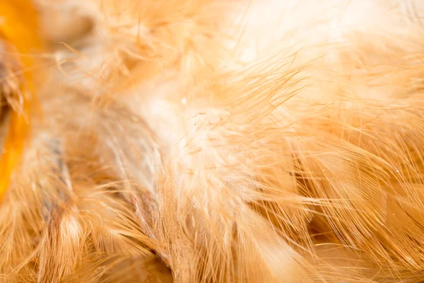 Fondo de plumas de gallo. textura fina — Foto de Stock