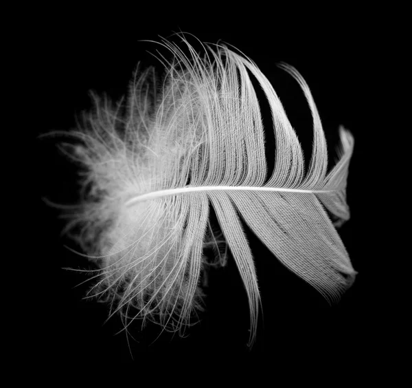 Feather — Stock Photo, Image