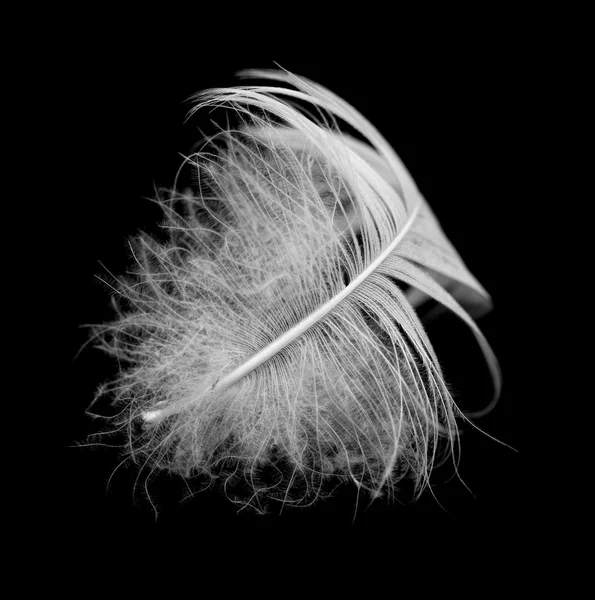 Feather — Stock Photo, Image