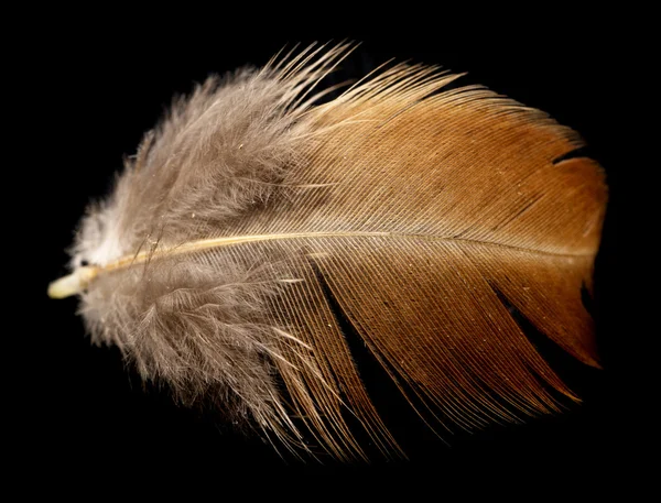 Feather — Stock Photo, Image