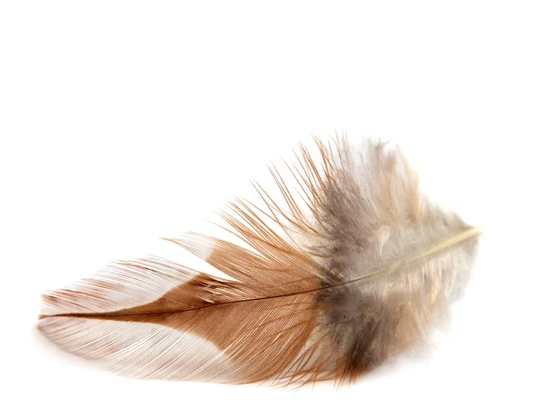 Feather — Stock Photo, Image