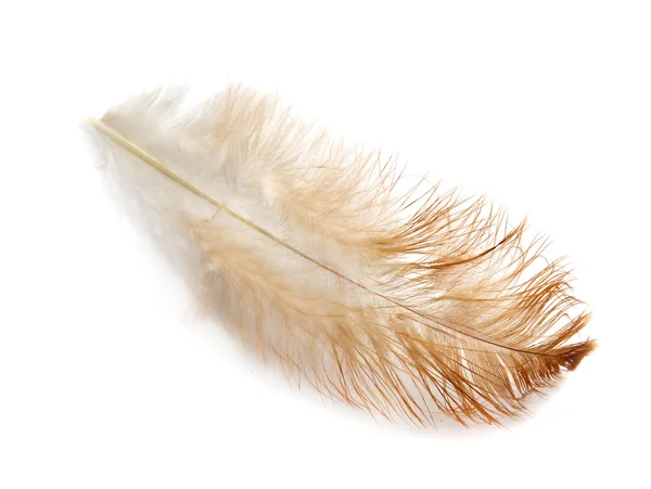 Feather — Stock Photo, Image