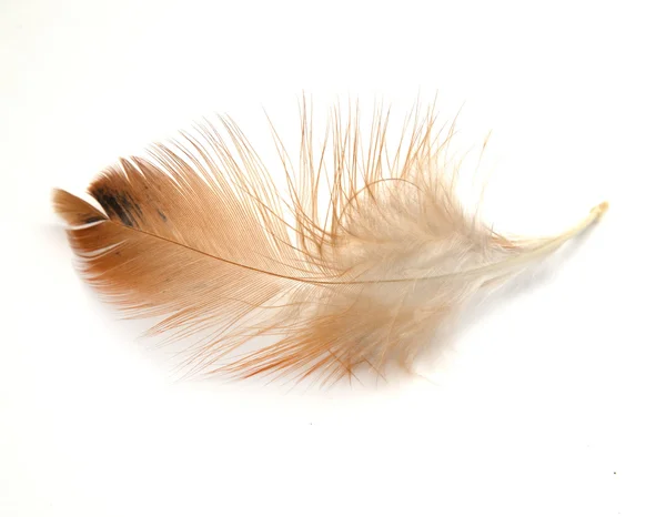 Feather — Stock Photo, Image