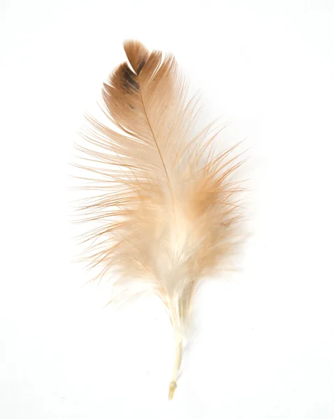 Feather — Stock Photo, Image