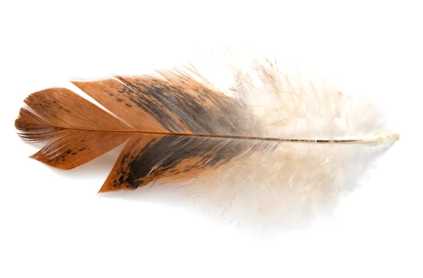 Feather — Stock Photo, Image