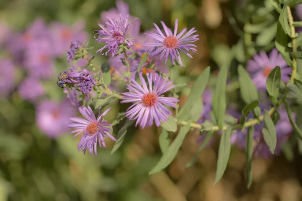 Natuur — Stockfoto