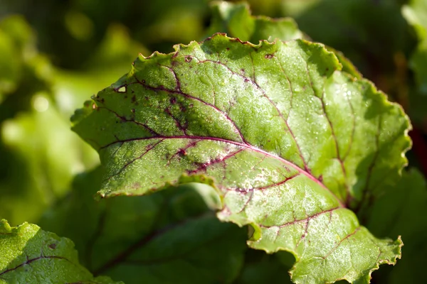 Nature — Stock Photo, Image