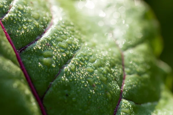 Natuur — Stockfoto