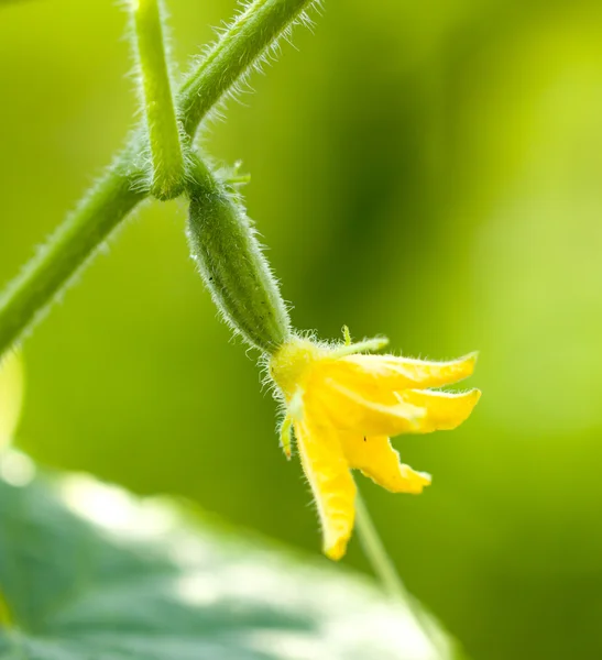 Natur — Stockfoto