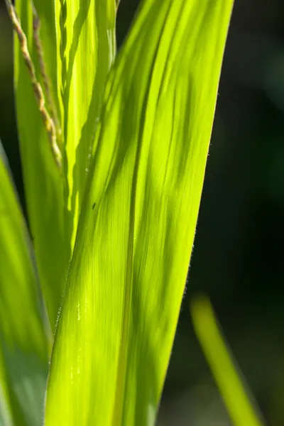 Natuur — Stockfoto