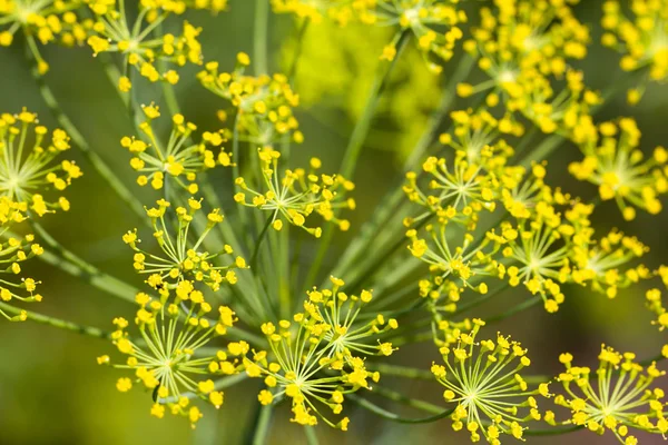 Natureza — Fotografia de Stock