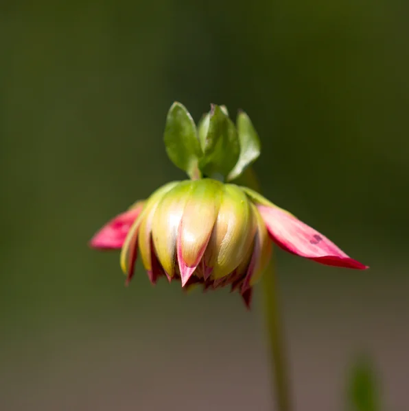 Natuur — Stockfoto