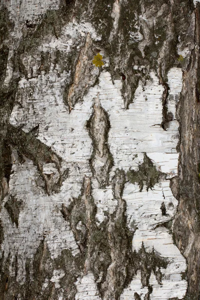 Natuur — Stockfoto