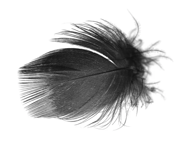 Feather — Stock Photo, Image