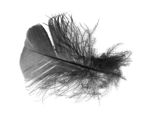 Feather — Stock Photo, Image