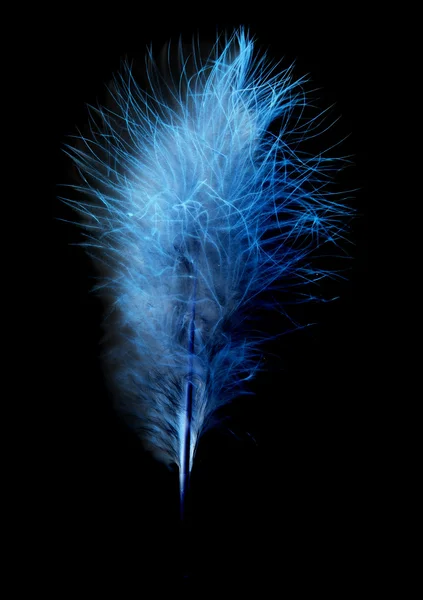 Feather — Stock Photo, Image