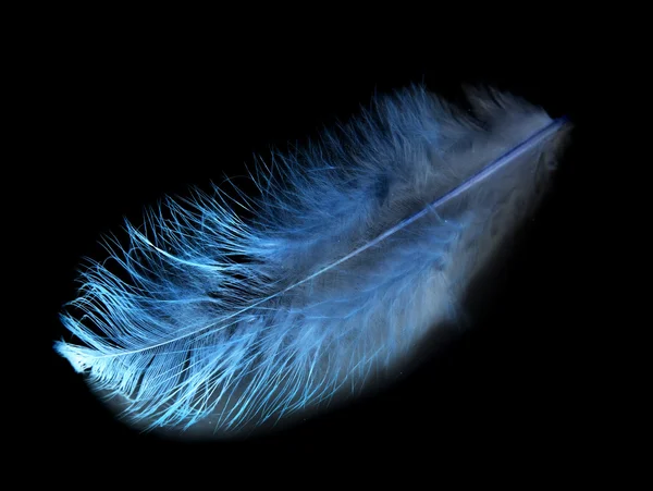 Feather — Stock Photo, Image