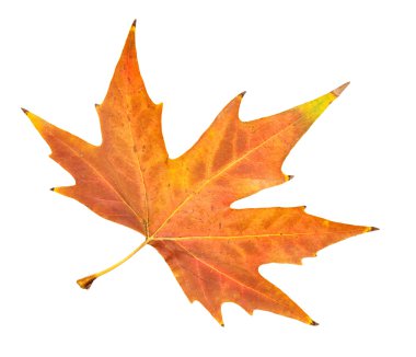 güzel sonbahar yaprak