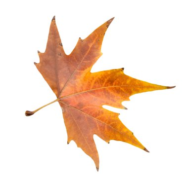 güzel sonbahar yaprak