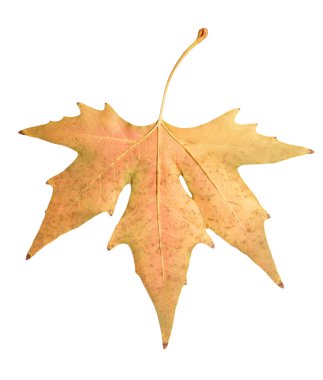 güzel sonbahar yaprak