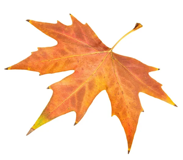 Beautiful autumn leaf — Stock Photo, Image