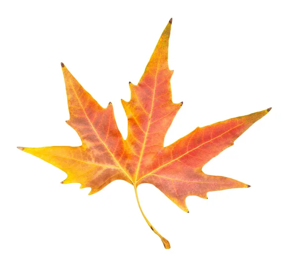 Beautiful autumn leaf — Stock Photo, Image